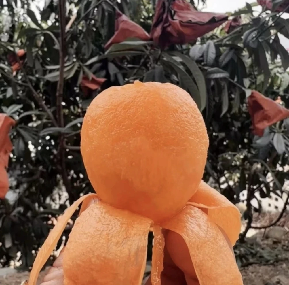 【自然成熟】四川高山老树枇杷五星枇杷酸甜可口现摘先发H