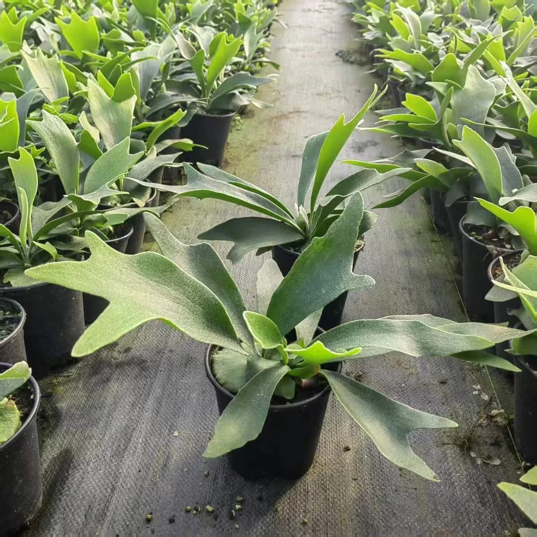 鹿角蕨二岐鹿角蕨挂墙绿植苔藓蕨类植物盆栽水培垂吊壁挂