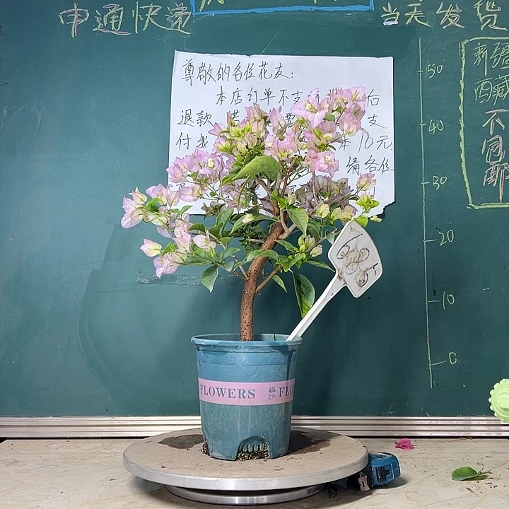 当前无花栽培后可以开花 粗杆 丽娜  685