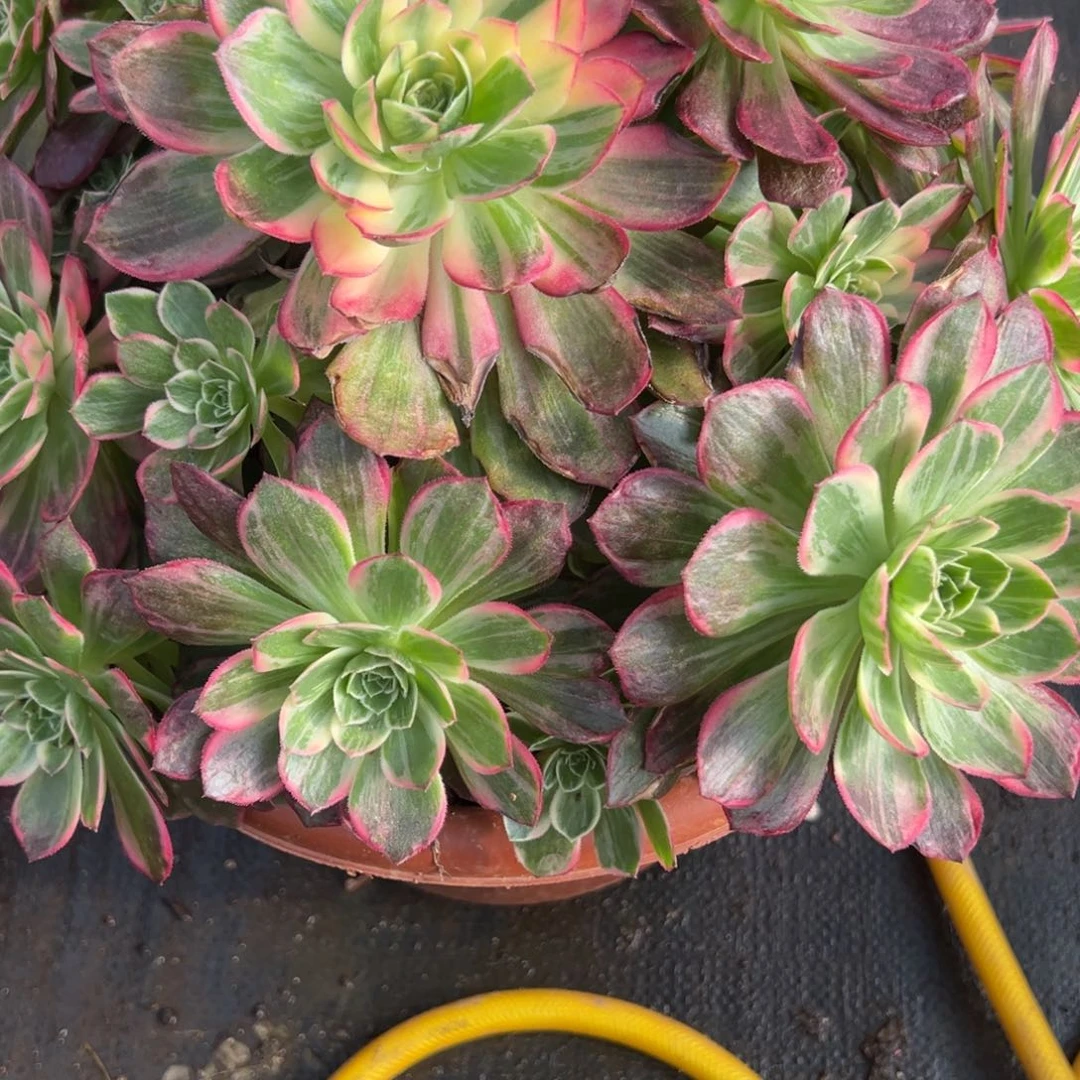 543万花头有多肉多肉多肉