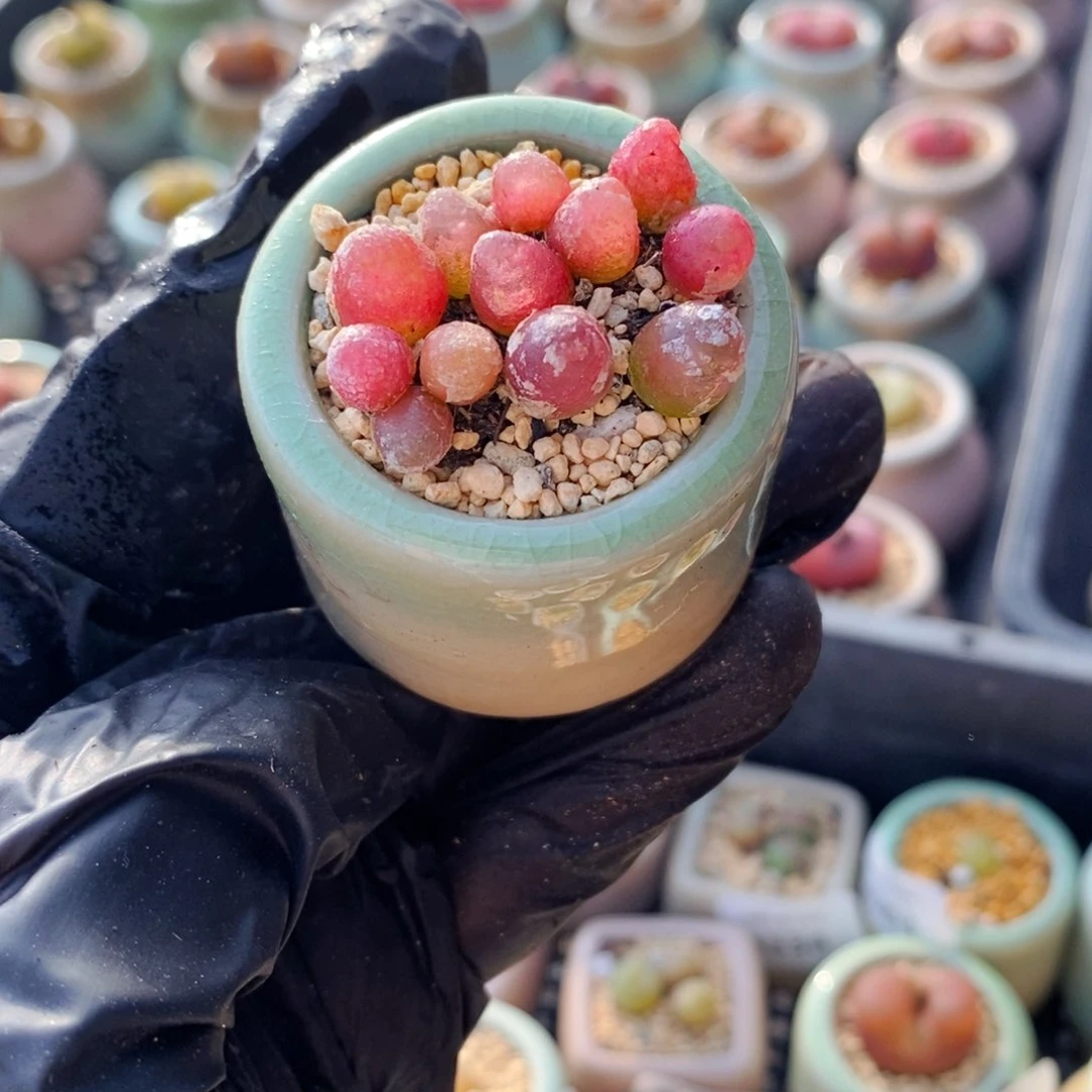 4286-－一物一拍 带盆