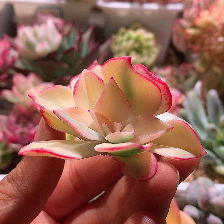 剑斯诺娃锦侧芽叶心全