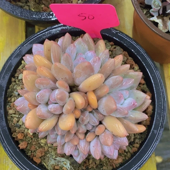 ，多肉植物，开心多肉