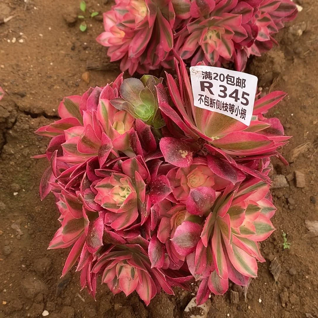 345女巫多肉法师锦有砍