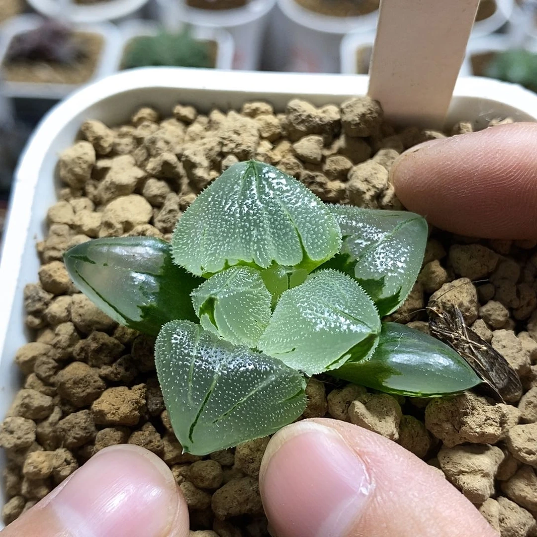 68巨大化冰城实生