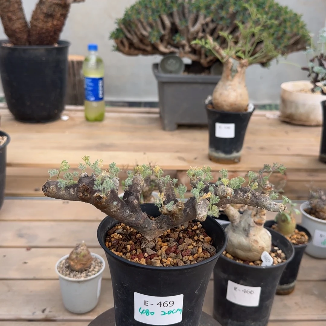 469黑皮月界块根植物