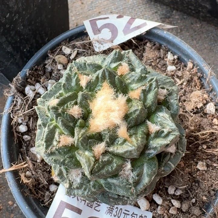 594叉尤龟甲牡丹仙人球