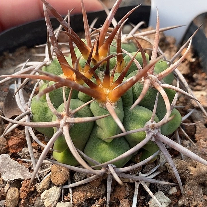 孤品实生控养五十铃碧岩玉43号