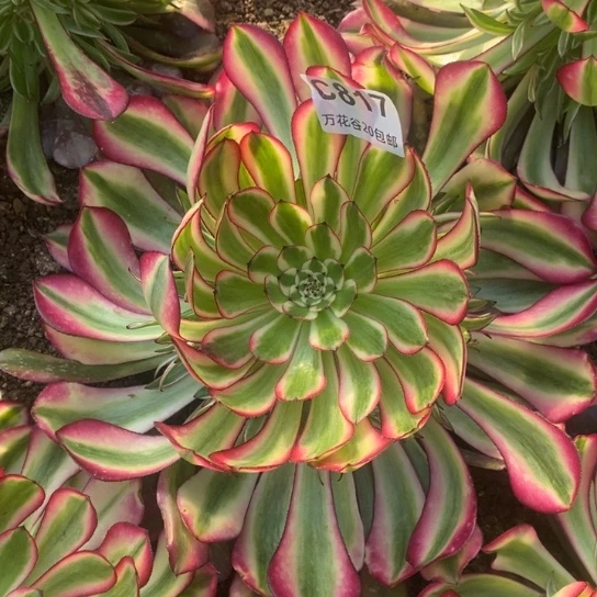 817四季多肉植物