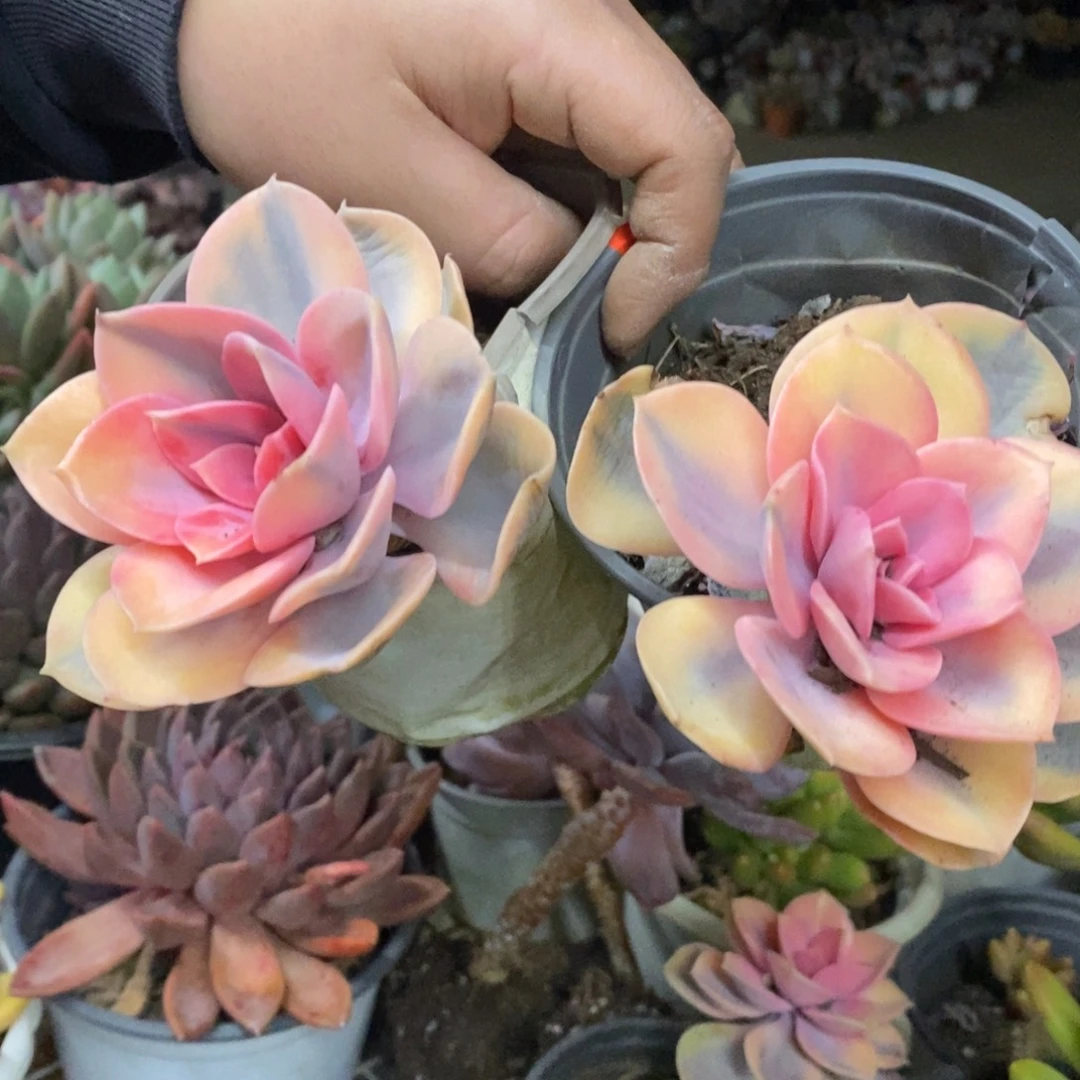 彩虹单头老桩两盆