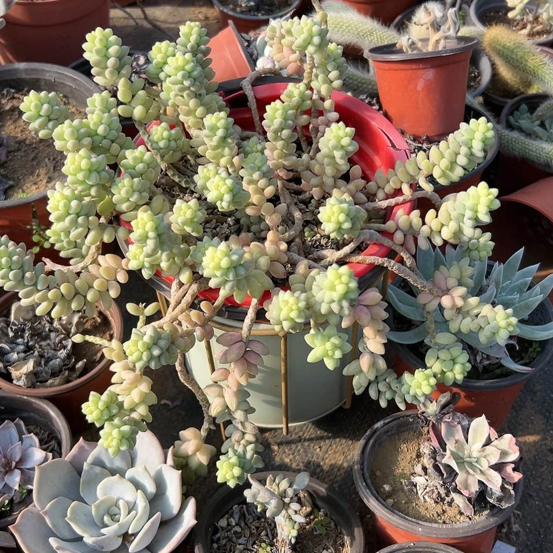 多肉植物玉坠多肉植物