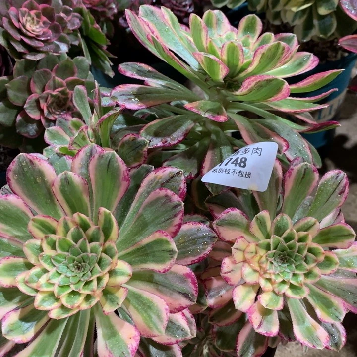 1748微锦多肉植物