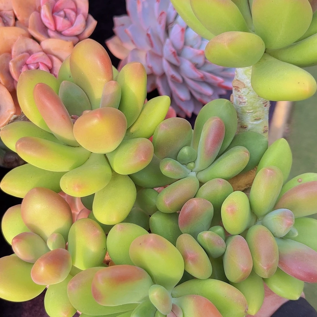 多肉植物芒果奶多肉