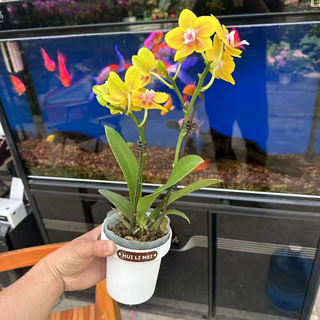彼自豪蝴蝶兰带香味精品蝴蝶兰情人节新婚乔迁亲友