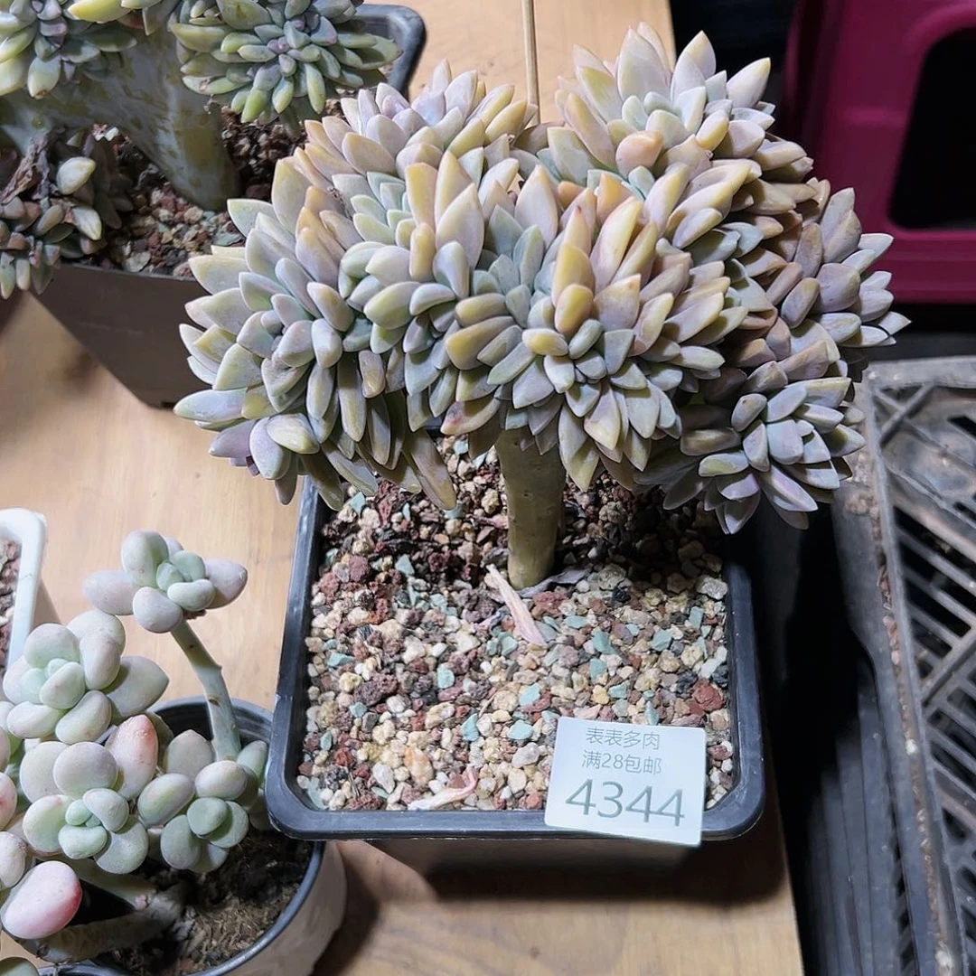 9号我们的确是一4344