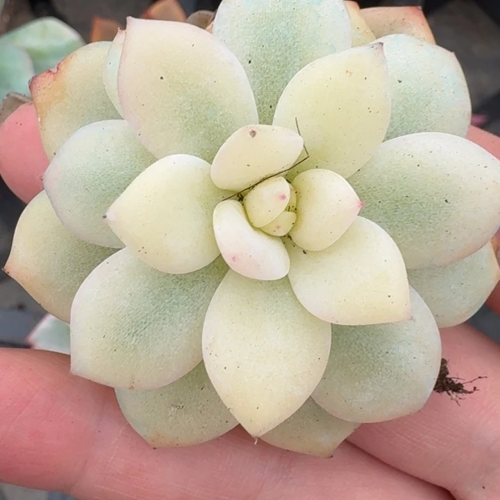 宽锦橙梦露一物一拍