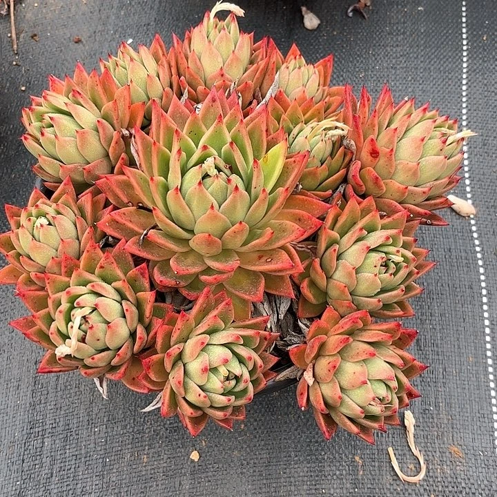 多肉植物，红枫叶