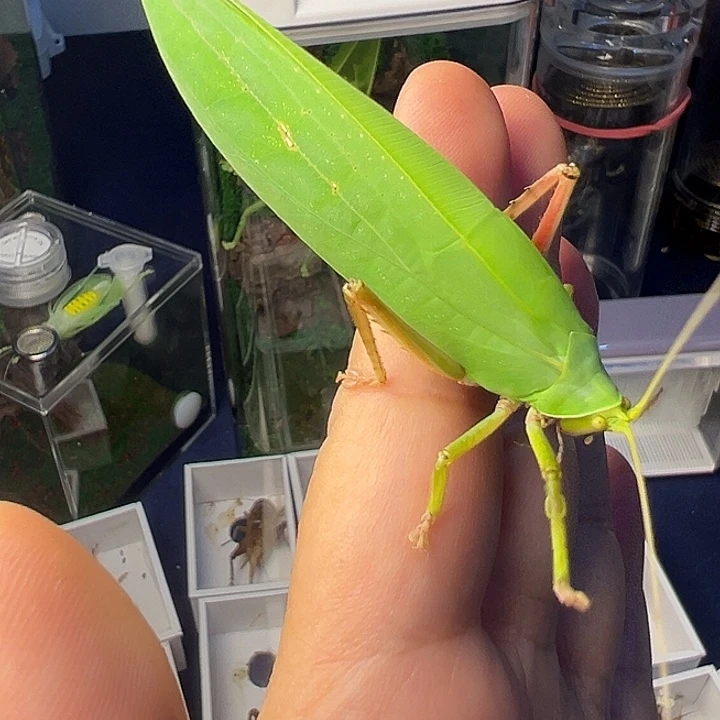 素背素背素背素背