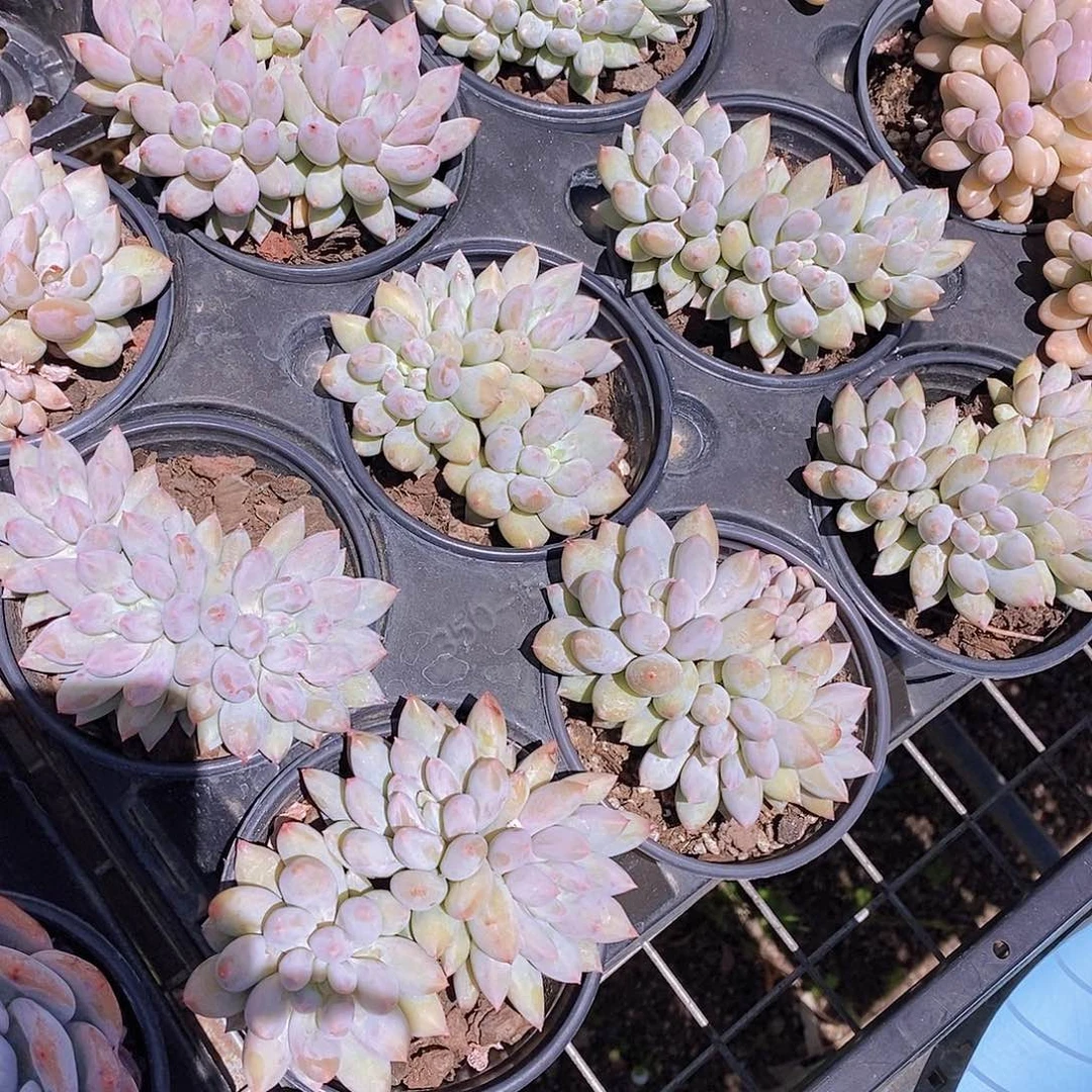 0603- 三头所罗门福利一颗 量拍