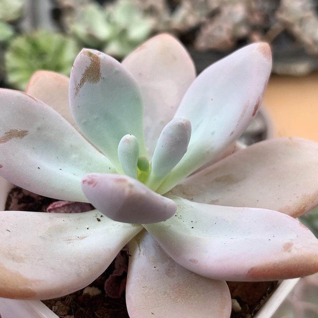 粉兔精品两盆多肉