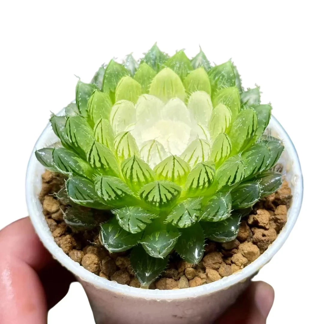 【宝莲灯】十二卷新手好养多肉植物根系带土原盆栽培种