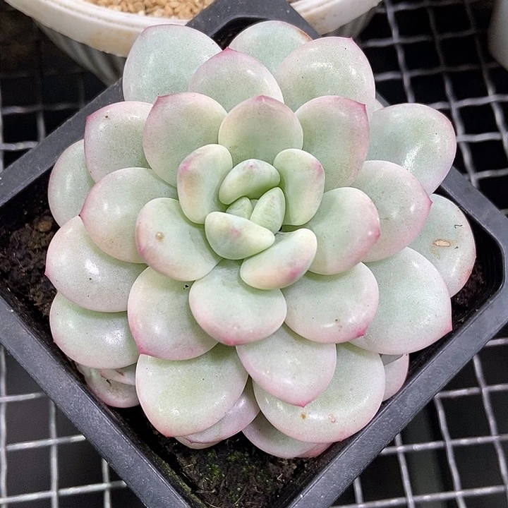 白马锦多肉植物的