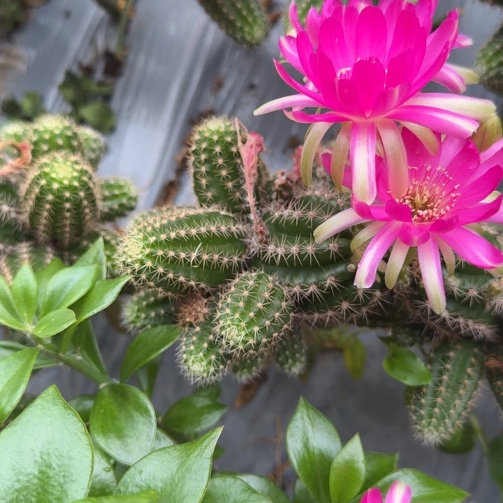 矮胖白檀824群生711