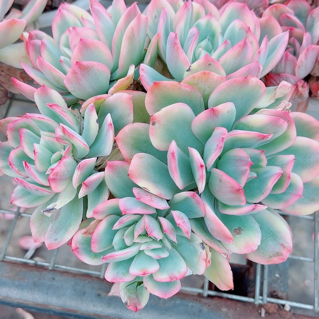 绮罗仙子锦多头造型精品