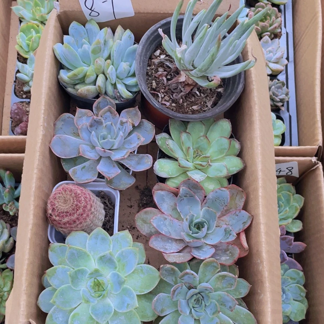 【闪购商品】8颗-1号约5厘米脱土发货