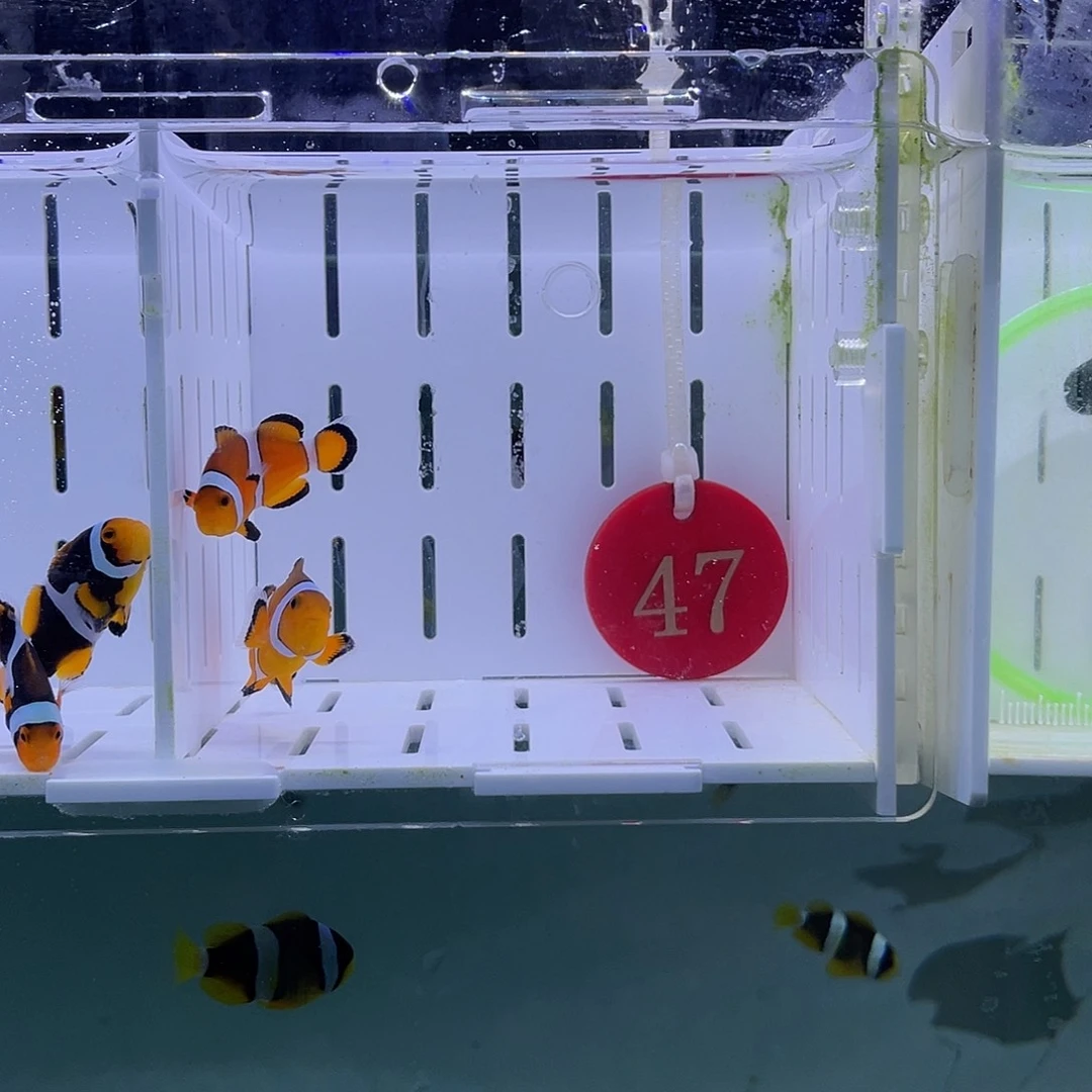 海水鱼黑边公子3+4+