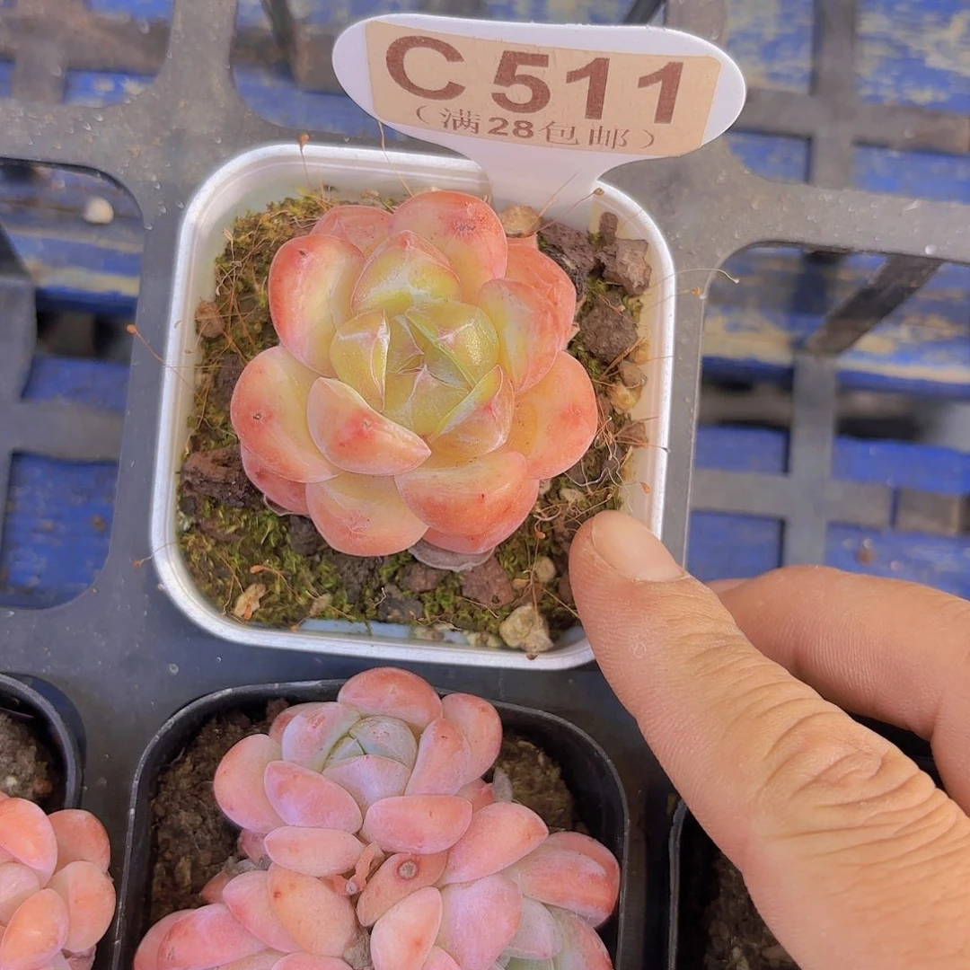 C511刚毅一物一拍