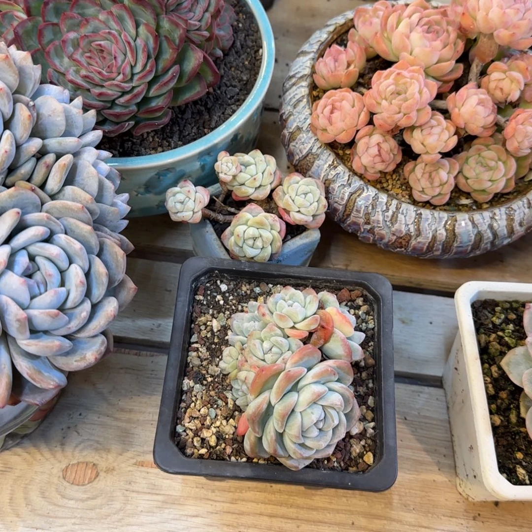 恭喜发财 更幸福更