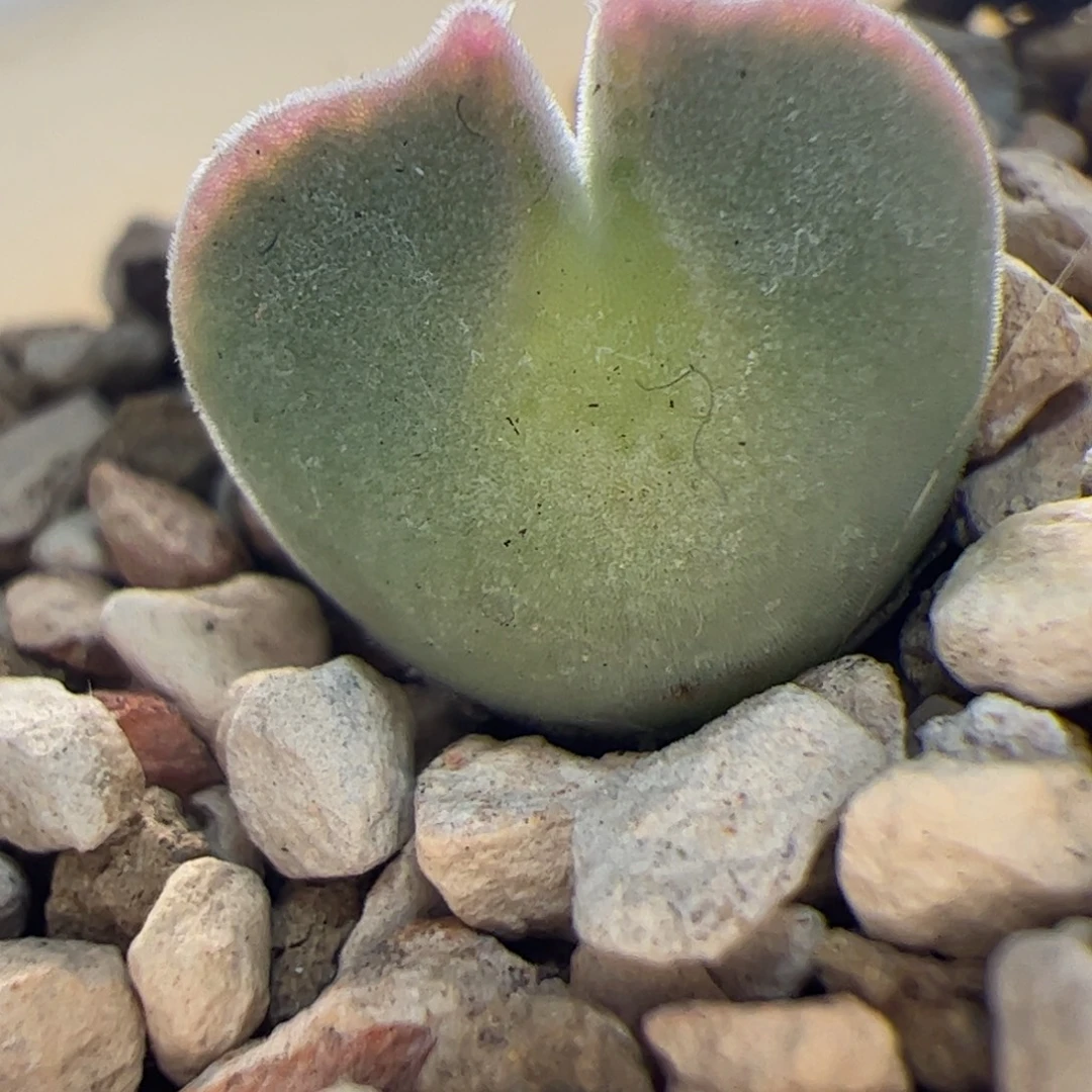 大眼睛空蝉肉锥 295