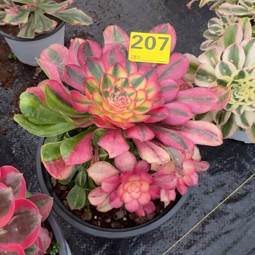 1***_207初恋花脸发货