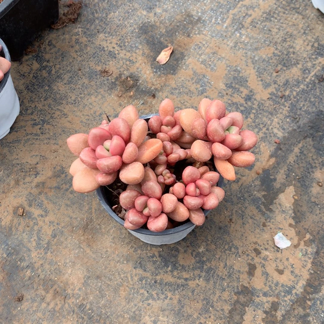 你不去上班就好哦