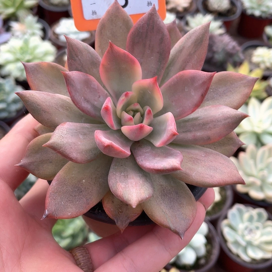 圆***媛3号多肉植物盆栽植物