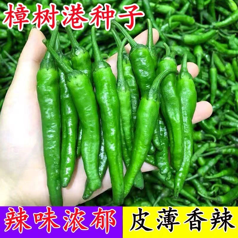 （全店满5包包邮）樟树港辣椒连续挂果盆栽菜园种植 椒香浓郁微辣