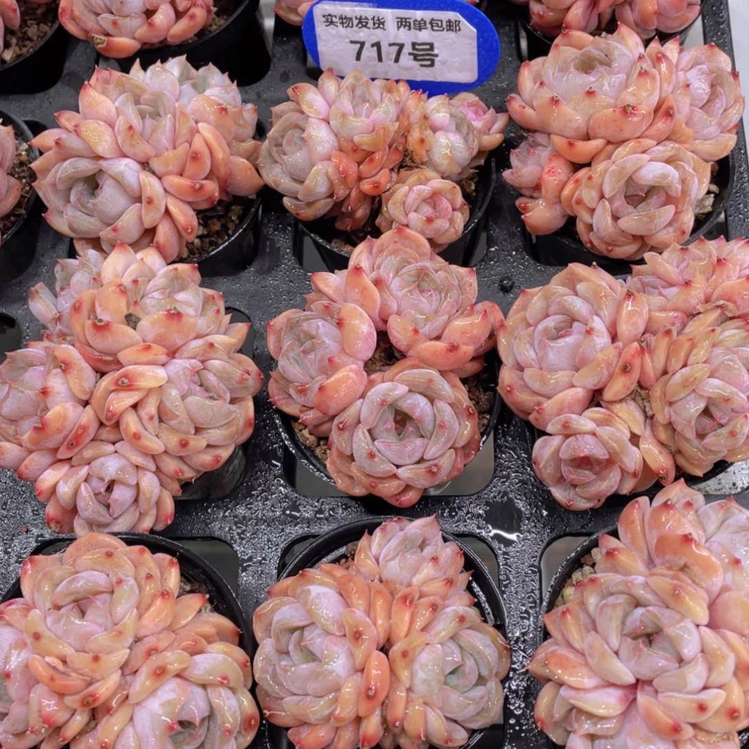 717号冰透珍妮夜莺多头群一个