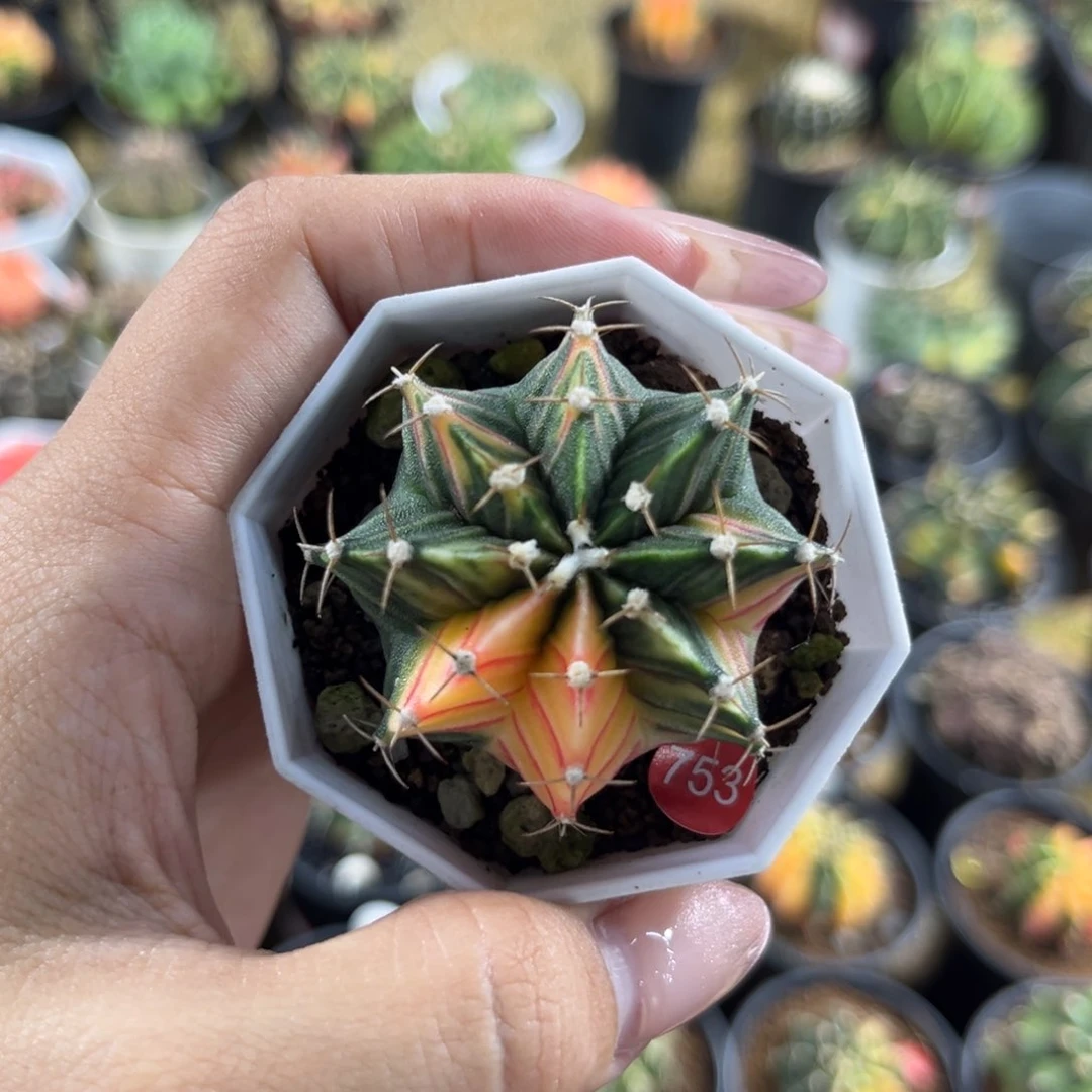 753    带盆土发货