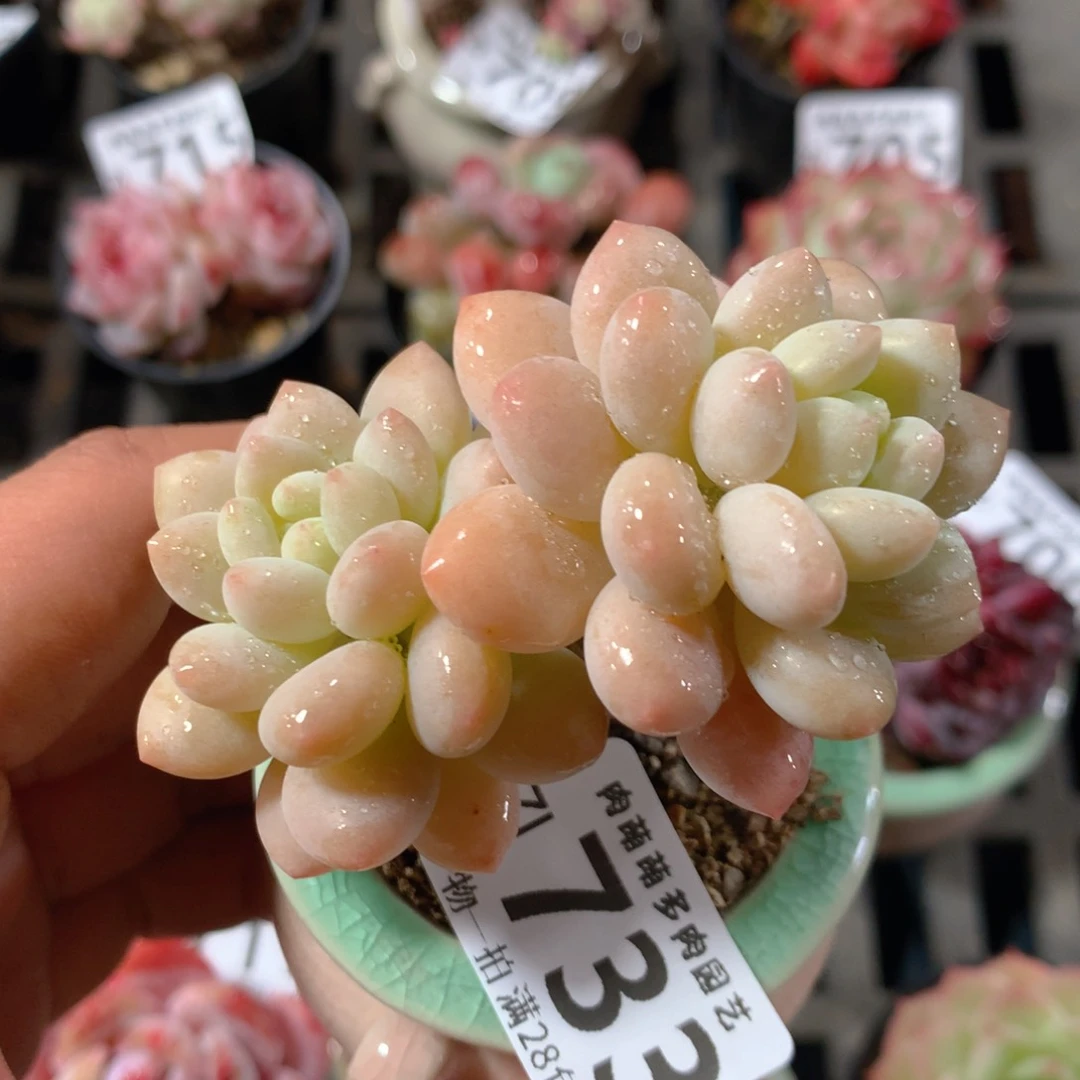 5CM拇指盆精控多肉ZI733