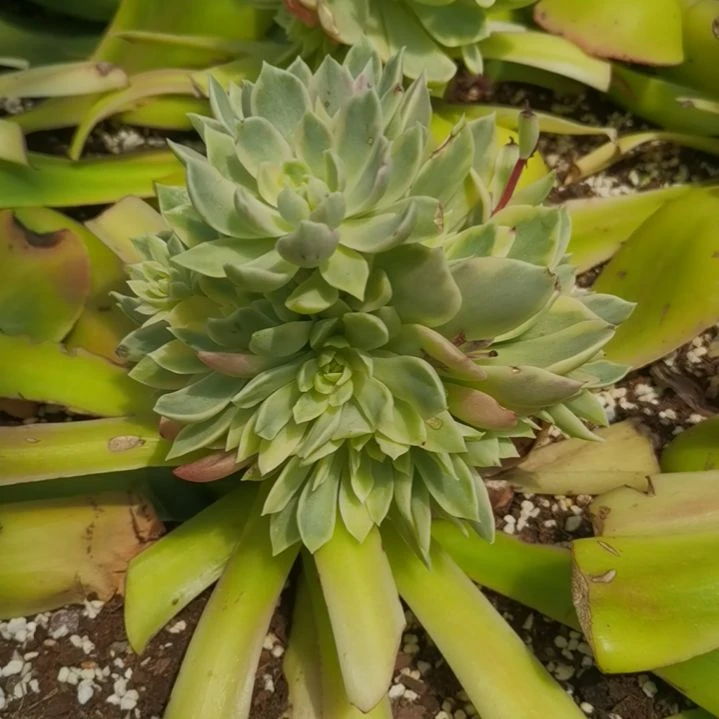 沙漠玫瑰白覆轮锦群捌下来发