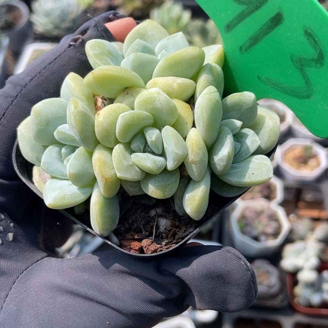 913冰玉多肉植物保护