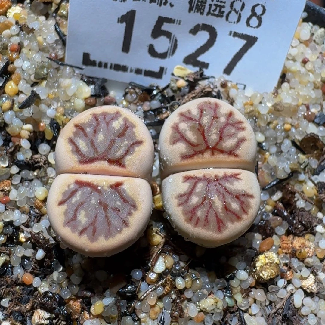 zzzz生石花肉锥1527