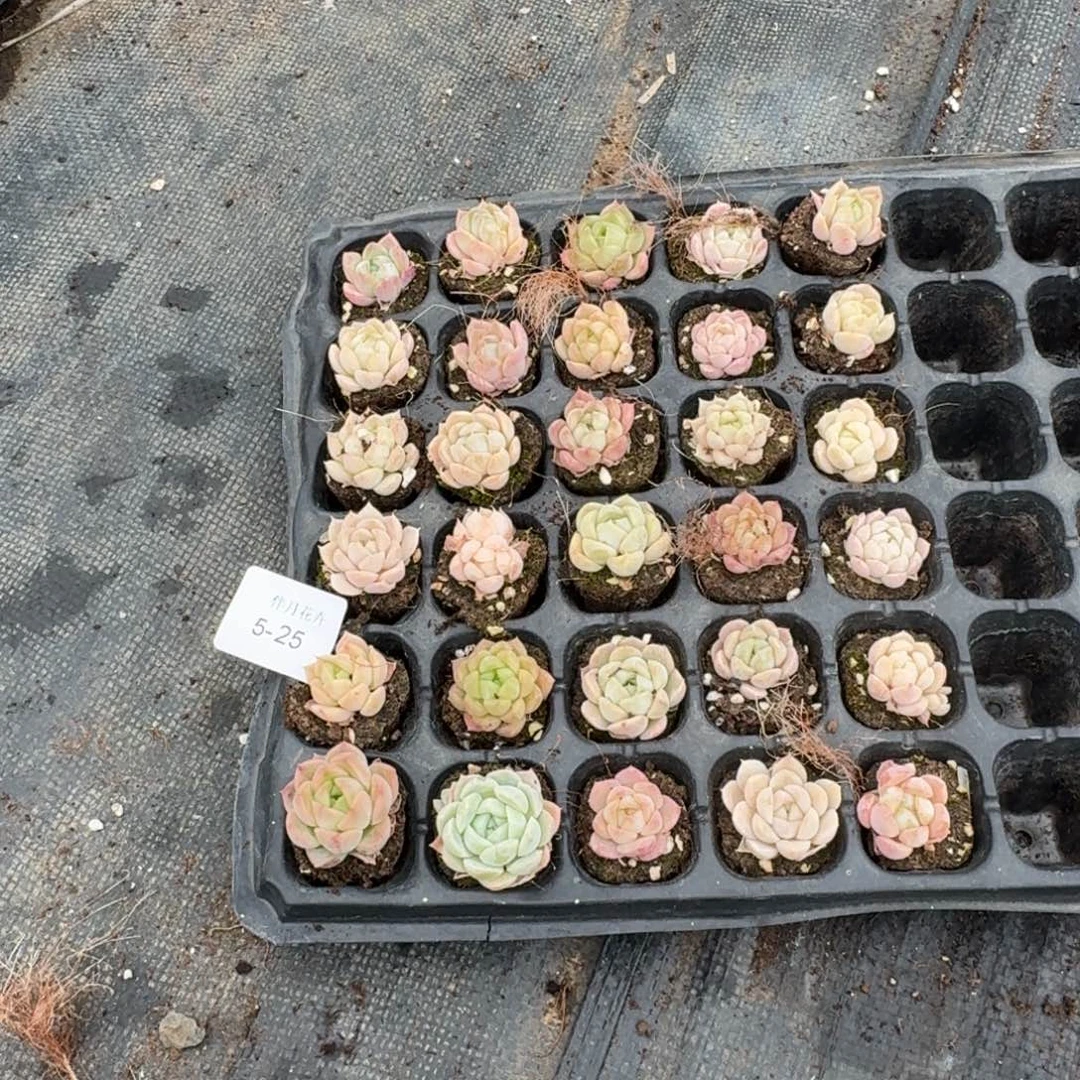 5-25月影杂交白玫瑰三十颗带穴盘发货量拍