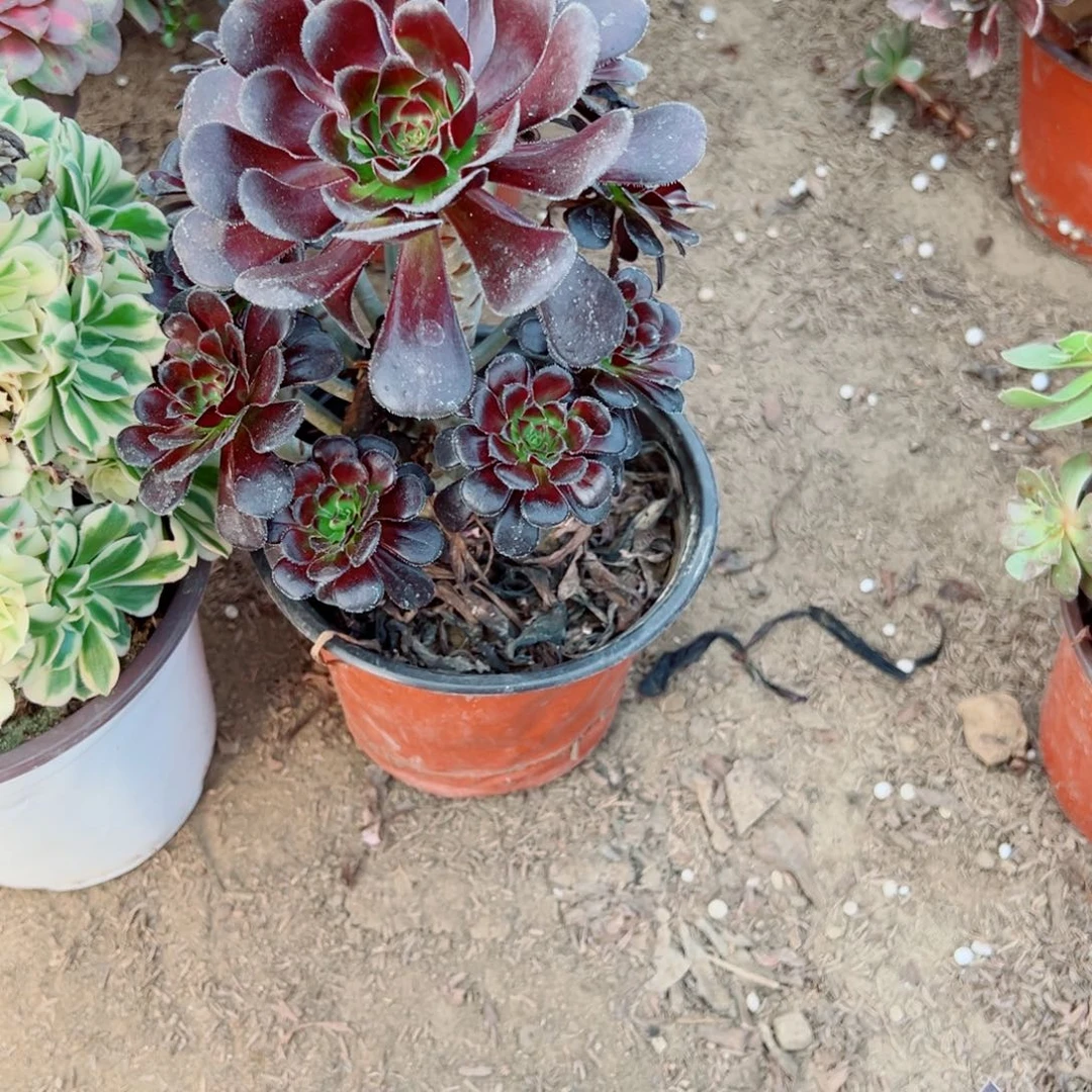 401墨法多肉植物法师