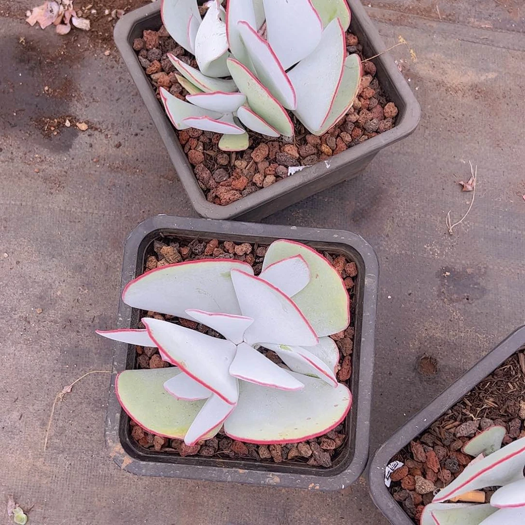 单头带仔白眉一盆