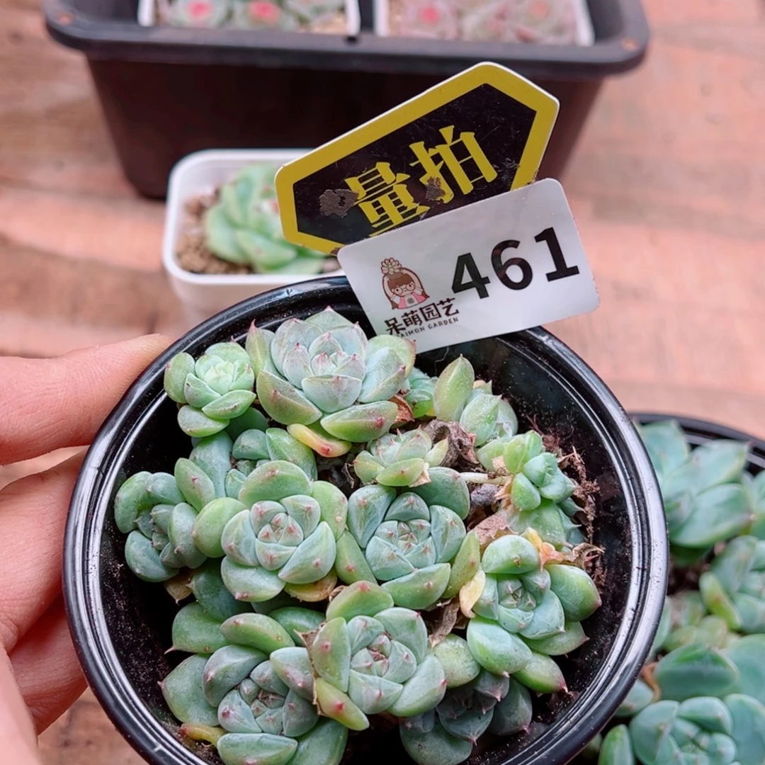 多肉植物多肉植物