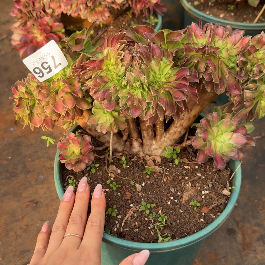 756韶华缀化多肉植物满28包邮