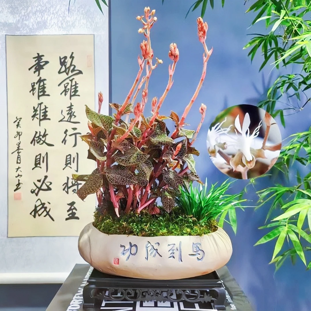 珍贵绿植金线莲盆景种苗好养易活小盆栽办公室花卉植物组培苗瓶苗