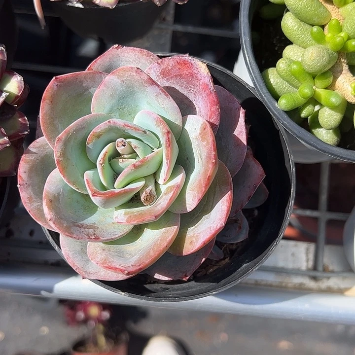 布鲁蓝多肉植物精品